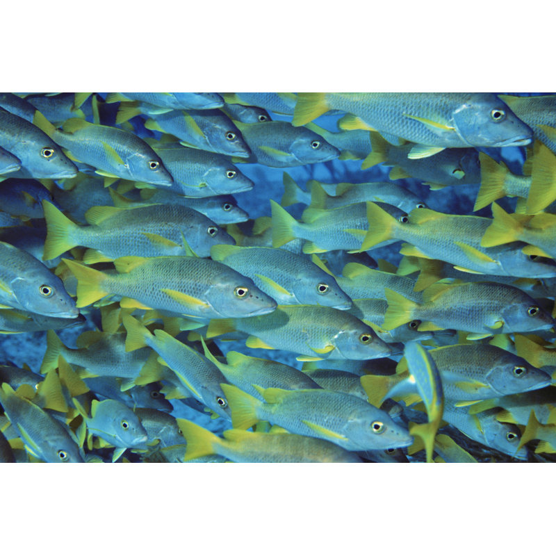 Schoolmaster Snappers by Wafue - Wrapped Canvas Print, 30cm H x 46cm W x 3.8cm D