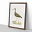 Green Sandpiper by Von Wright - Picture Frame Painting Print-55736088-55736091