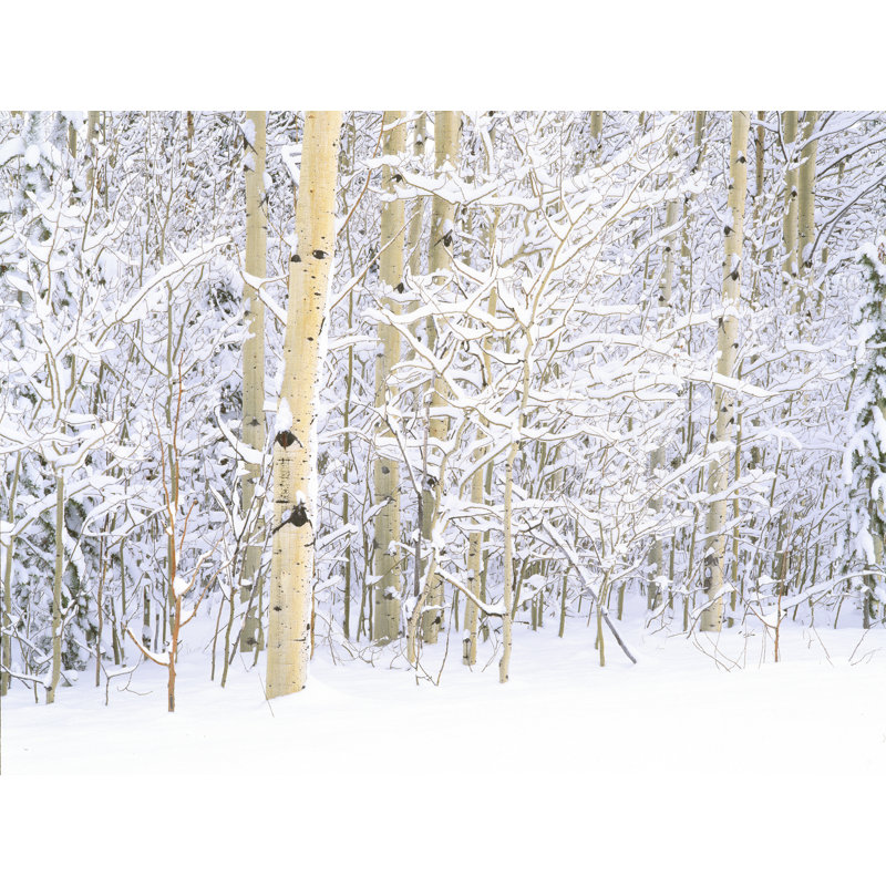 Winter Aspen Grove Portrait Print by Bruce Heinemann