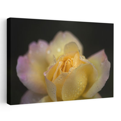 «Hybrid Tea Rose in the Irish National War Memorial Gardens», Islandbridge, Dublin City, Irlande
