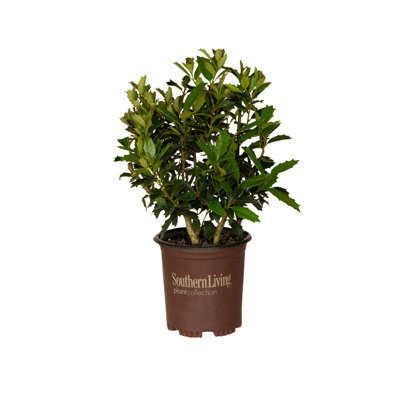2.5 Quart Oakland Holly - Large Evergreen Shrub for Screens and Privacy Plantings