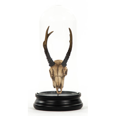 Fawn Skull with Bell Glass