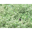 Green Haromonics Print by Drew Gaffney-70853397-132862423