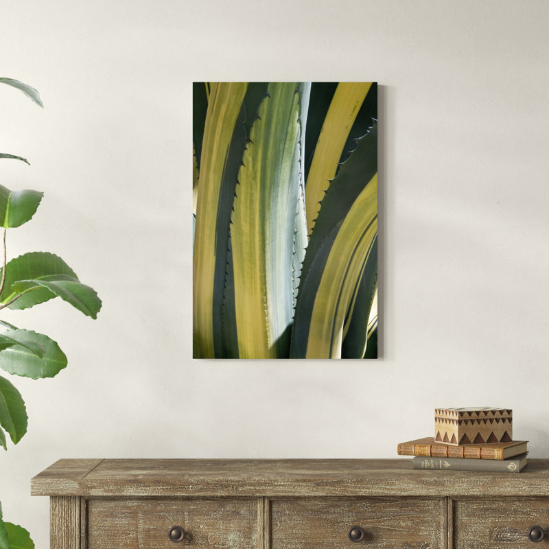 Agave panaché I, H 30 po x l 20 po x P 1,25 po
