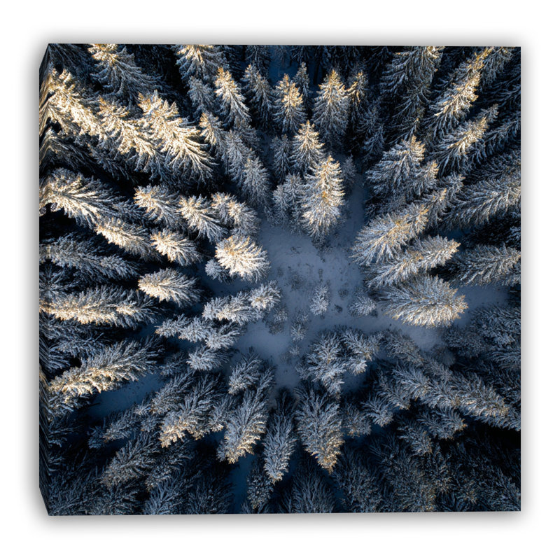 Art mural sur toile Golden Frost Pines, H 30 po x l 30 po