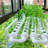 Boshen Growing Kit