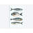" Four Fish II " by Emma Scarvey-72134251-72134252-32496907