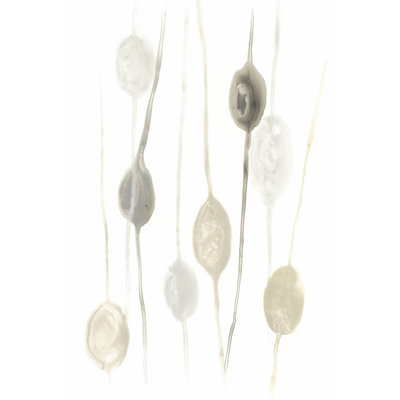 Legume I by June Erica Vess - Wrapped Canvas Art Prints