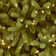 Jersey Fraser 7.5' Green Fir Artificial Christmas Tree with 1000 Warm White LED Lights Includes Stand