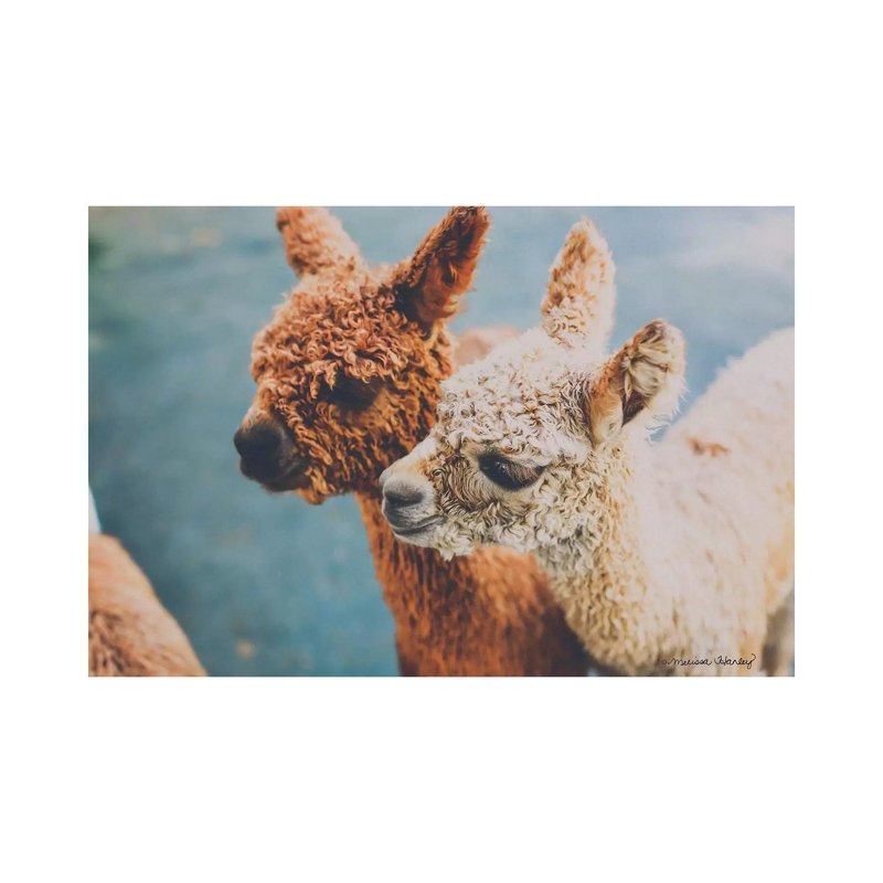 Baby Alpacas by Melissa Hanley - Wrapped Canvas Print, 20.32 cm H x 30.48 cm W