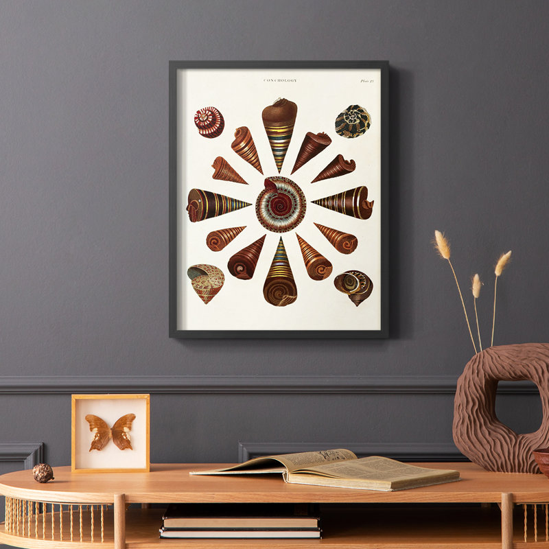 Spiral Shell Formation IV Framed Print - Solid Wood, Black, 28" H x 22" W