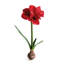 Ensemble de 2 ampoules Barrary AMaryllis-129903253