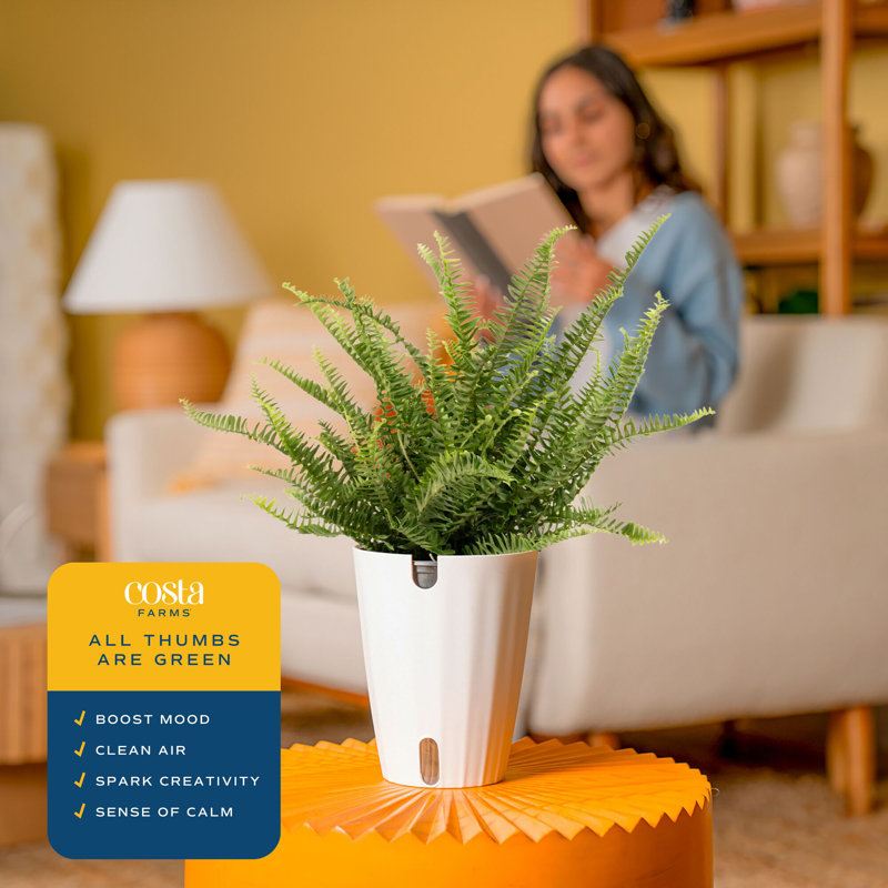 Fern in Décor Planter