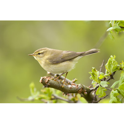Willow Warbler by Andrew_Howe