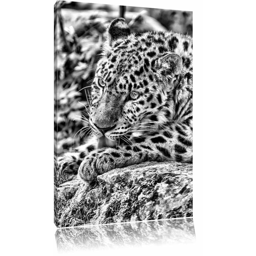 Leinwandbild Prächtiger Leopard beim Putzen in Monochrom