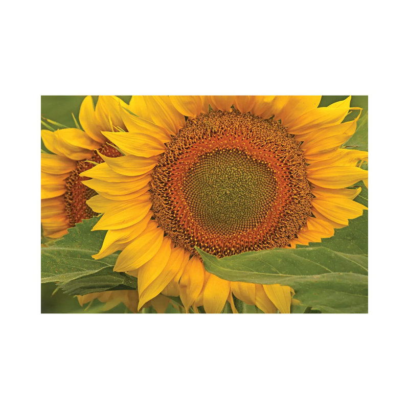 Sunflower Close-Up by Brian Wolf - Wrapped Canvas Print, 30.48 cm H x 45.72 cm W