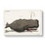 Vintage Whale Illustration - Wrapped Canvas Painting-55369993