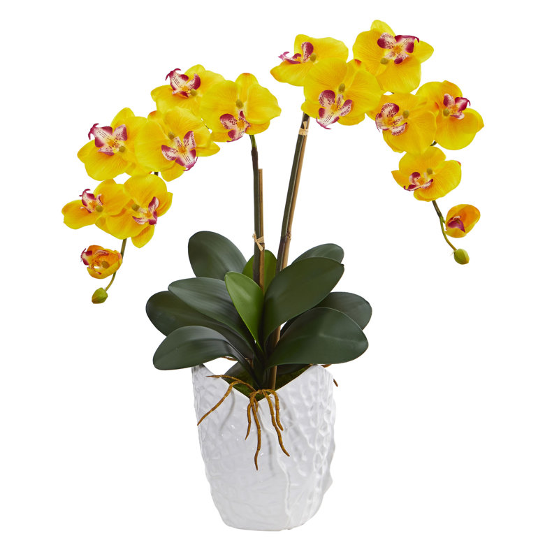 Orchids Arrangement in Vase, Beauty