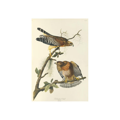 Red Shouldered Hawk Print by James Audubon