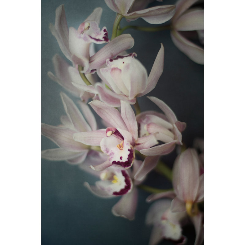 Dark Orchid I by Elizabeth Urquhart - Photograph Print, Black Floater Framed, 46cm H x 30cm W