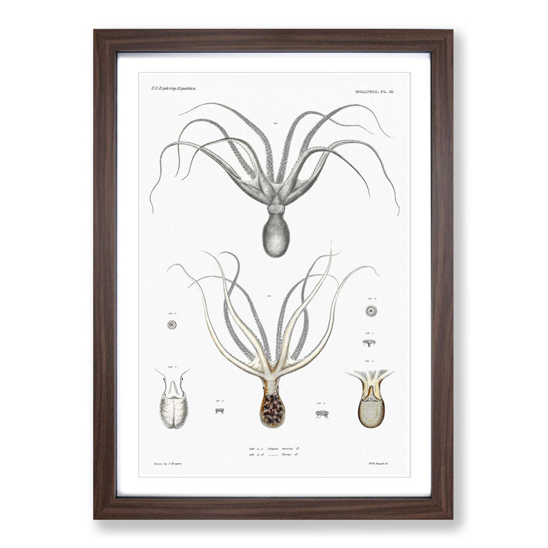 Octopus Illustration by A.A. Gould - Picture Frame Painting Print, Walnut Framed, 87cm H x 62cm W x 2cm D