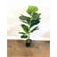 Faux Fiddle Leaf Fig Tree