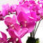 Plastic, Silk Orchid Arrangement in Pot