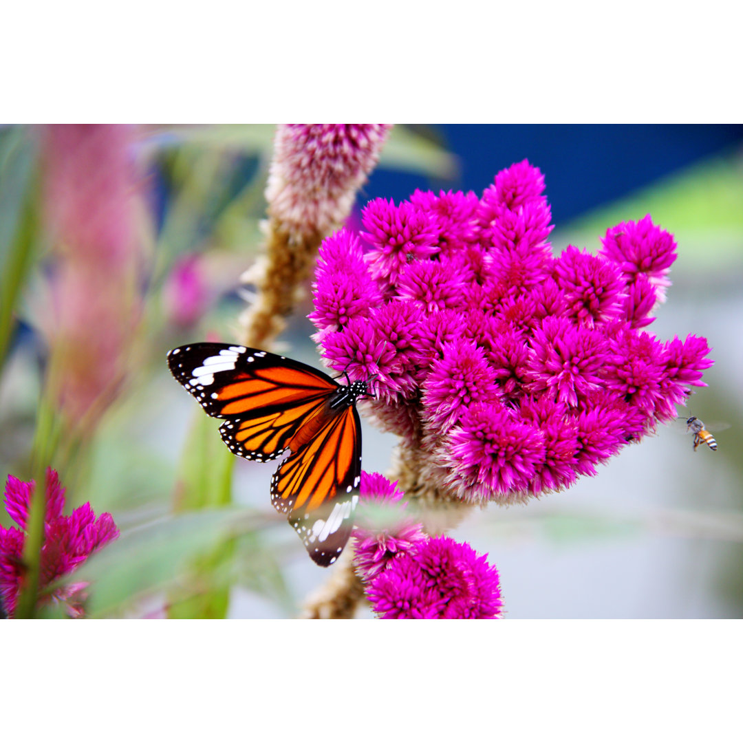 Schmetterling - Fotografie auf Leinwand