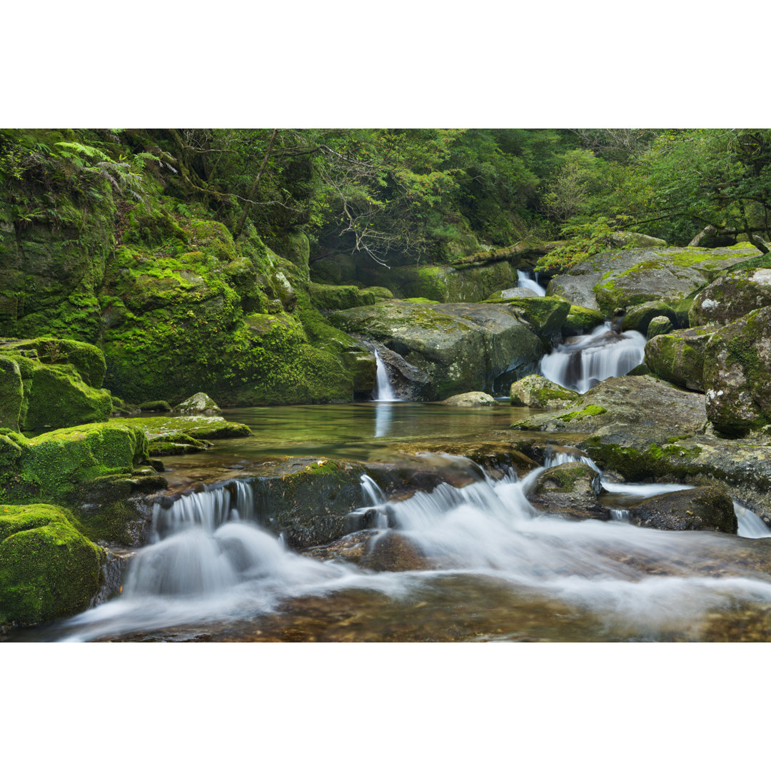 Rainforest River In Yakusugi Land - Leinwanddrucke