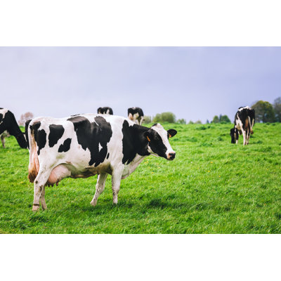 Cows on Meadow with Green Grass - Photographie sur toile tendue