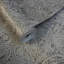 Papier peint texturé damassé marocain taupe brun et gris