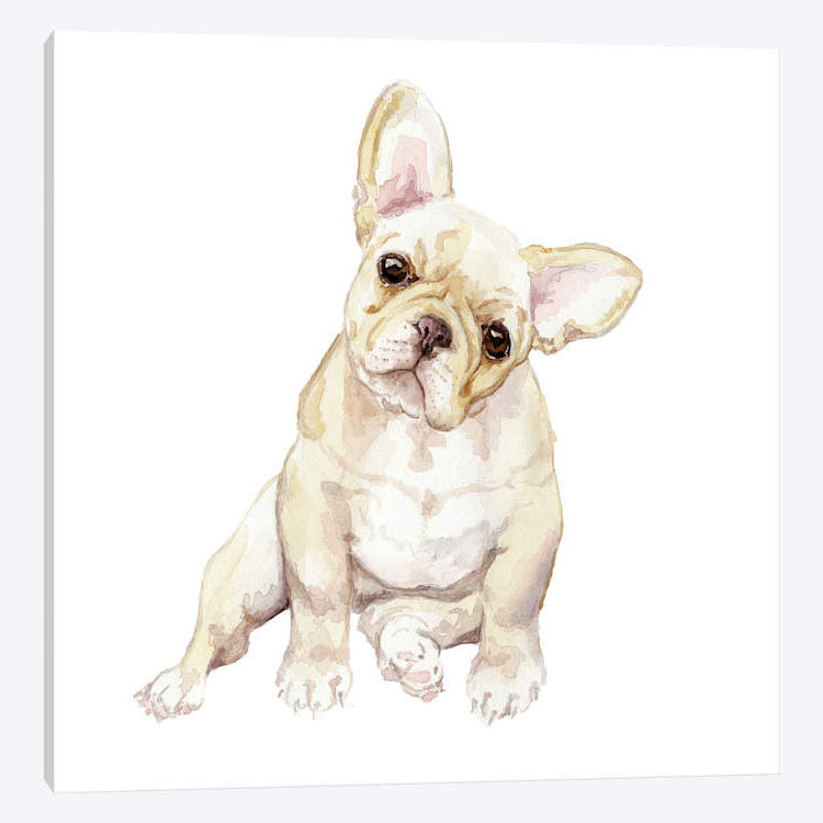 « blonde french bouledogue », reproduction sur toile, H 12 po x l 12 po x P 0,75 po, Toile tendue, Pas de tapis
