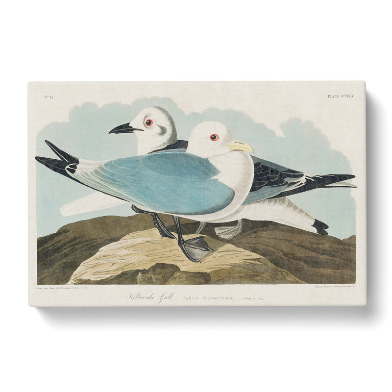 Two Kittiwake Gulls by John Audubon - Wrapped Canvas Painting, 50cm H x 76cm W x 3cm D