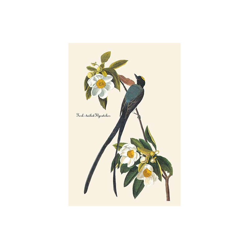 « fork tailed flycatcher » par john james audubon, impression, H 66 po x l 44 po x P 1,5 po