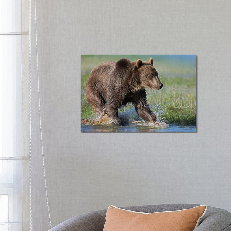 Grizzly Bear Running Through Water, North America by Tim Fitzharris - Wrapped Canvas Print