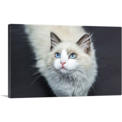 Ragdoll Eyes - Wrapped Canvas Photograph Print