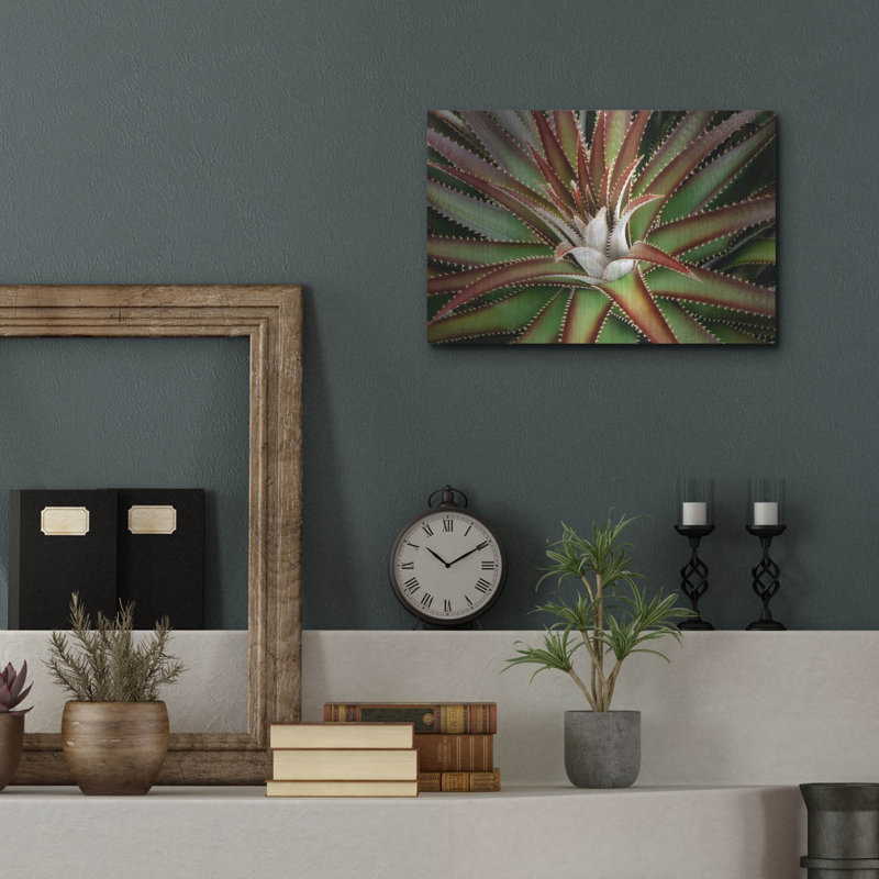 «Succulent VI» par Dennis Frates, H 12 po x l 16 po