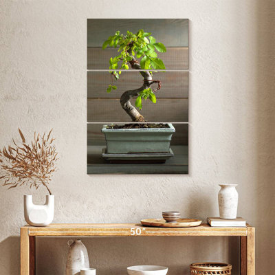 Bonsai Harnek dans un pot
