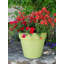 Bojorquez Pot Planter-317792791-317792788