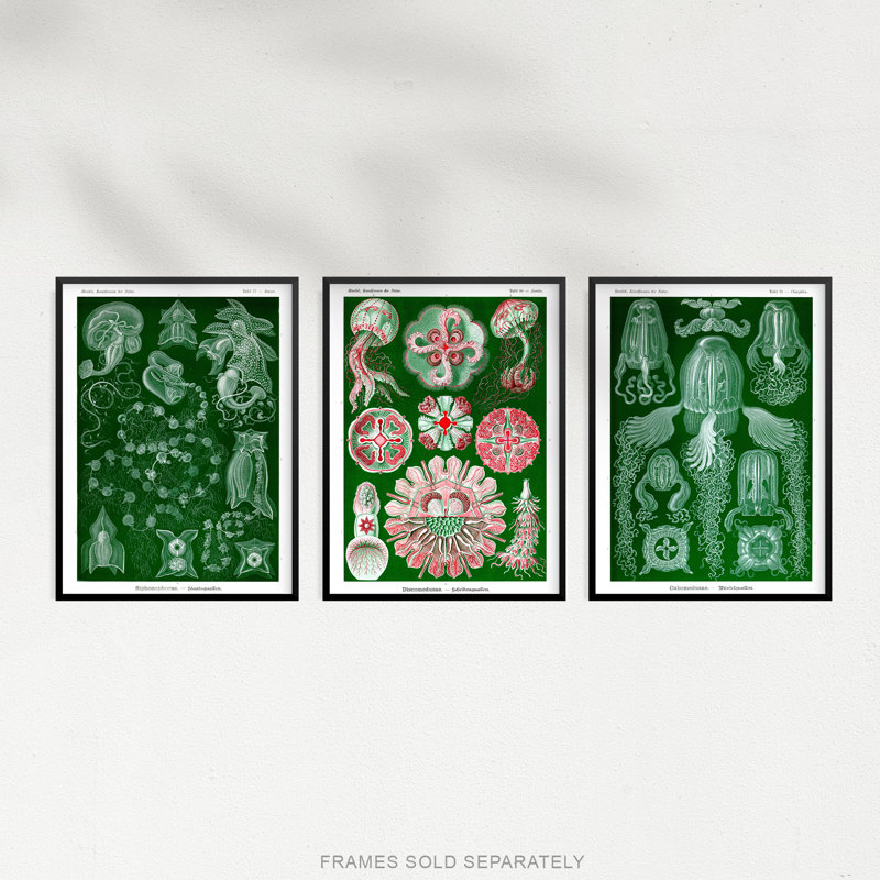 Jellyfish Green Pink Haeckel Vintage Illustrations Marine - 3 Piece No Frame Print Set, 29.7cm H x 21cm W x 0.4cm D