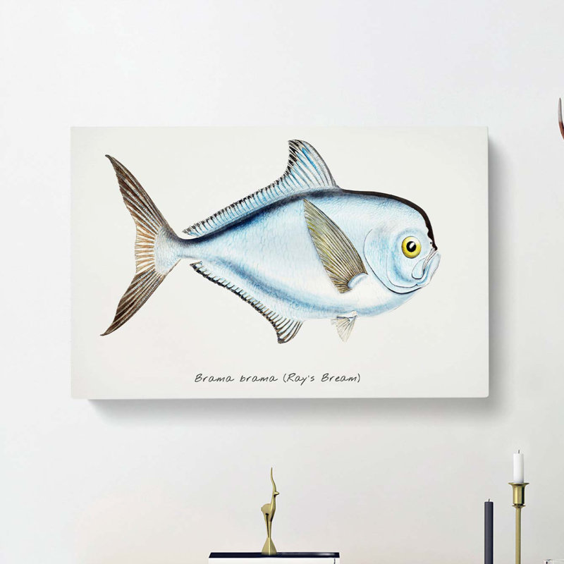Illustration of a Rays Bream Fish by F.E. Clarke - Wrapped Canvas, 35cm H x 50cm W x 3cm D