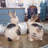 Animals Figurines & Sculptures-70564278
