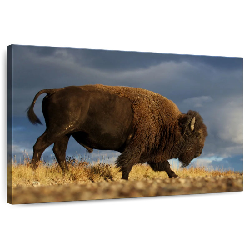 Brampt Walking American Bison, 32" H x 48" W