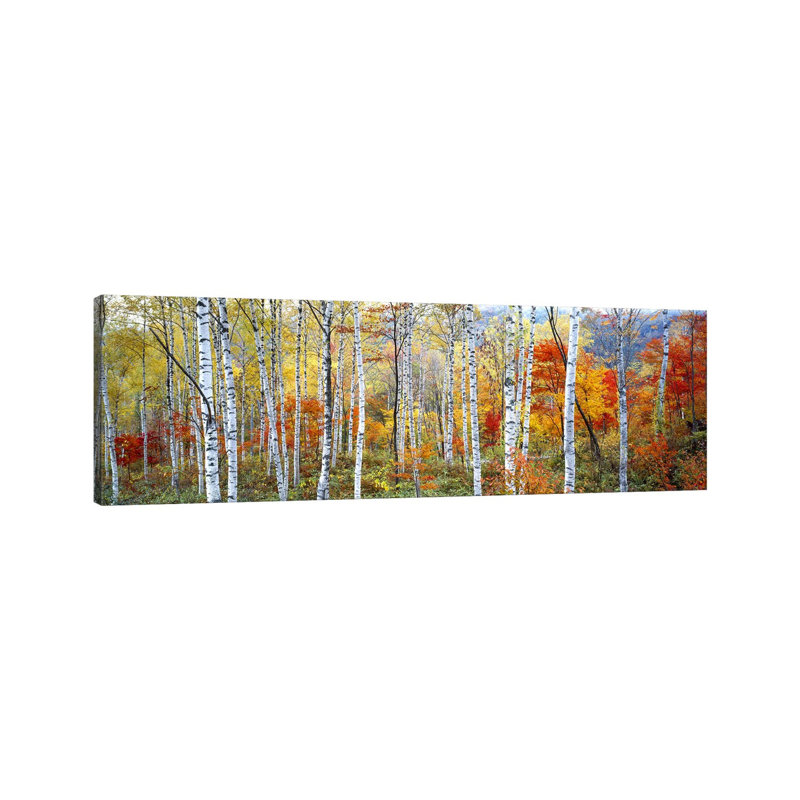 Fall Trees, Shinhodaka, Gifu, Japan - Wrapped Canvas Panoramic Print, 121.92 cm H x 40.64 cm W x 3.175 cm D