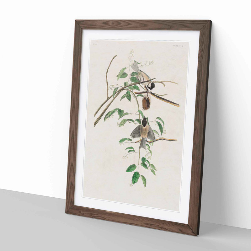 Carolina Titmouse Birds by John Audubon - Picture Frame Painting Print, Walnut Framed, 65cm H x 48cm W x 2cm D