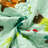 Quilt