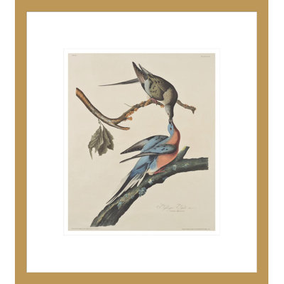 The Passenger Pigeon by John James Audubon -Framed Giclee Print