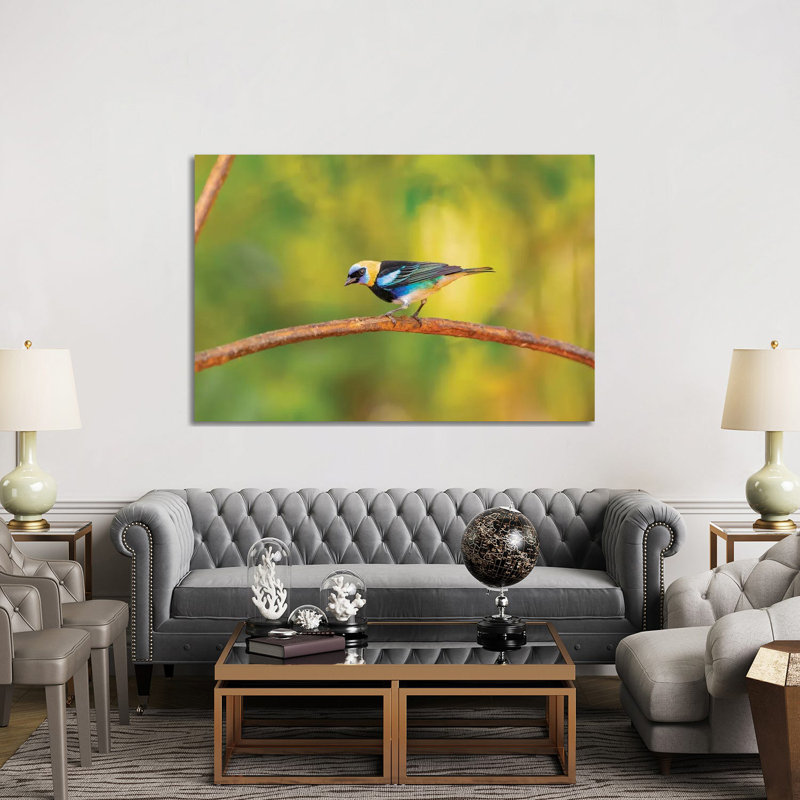 Central America, Costa Rica. Male Golden-hooded Tanager. by Jaynes Gallery - Wrapped Canvas Print, 152.5 cm H x 101.5 cm W