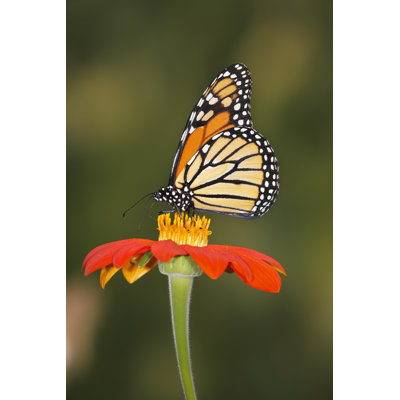 «Clarah Monarch Butterfly On Flower on Canvas» par Douglemke, photographie