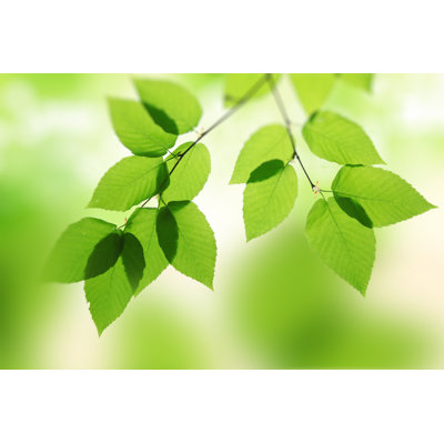 Spring Leaves by Nico_Blue